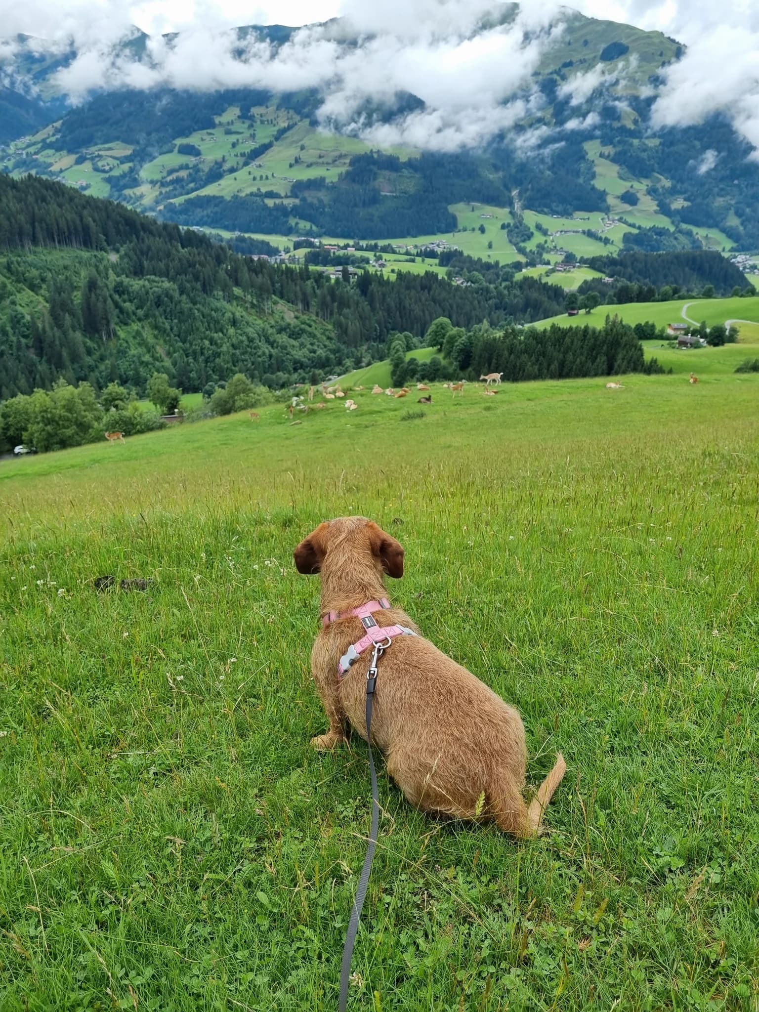 Dachshund looking into the distance